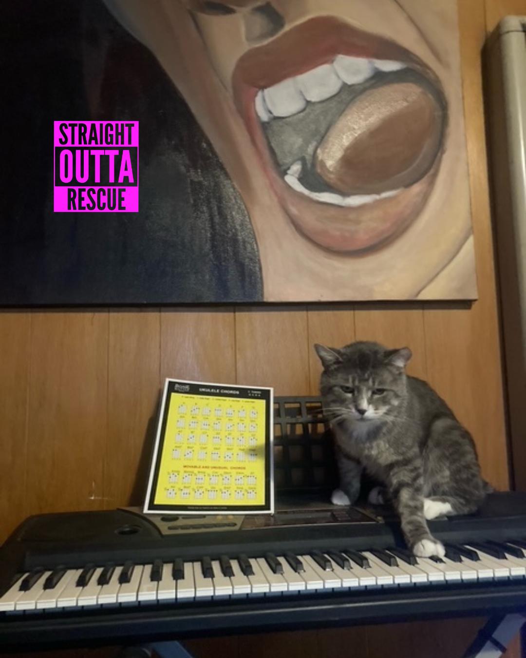 Enlarge Gilbert, a Adoptable Domestic Short Hair in Vancouver, BC image 3/5