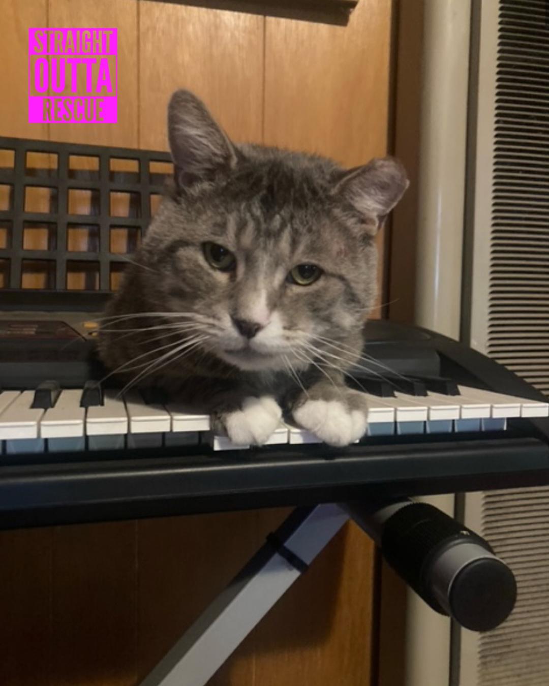 Enlarge Gilbert, a Adoptable Domestic Short Hair in Vancouver, BC image 4/5