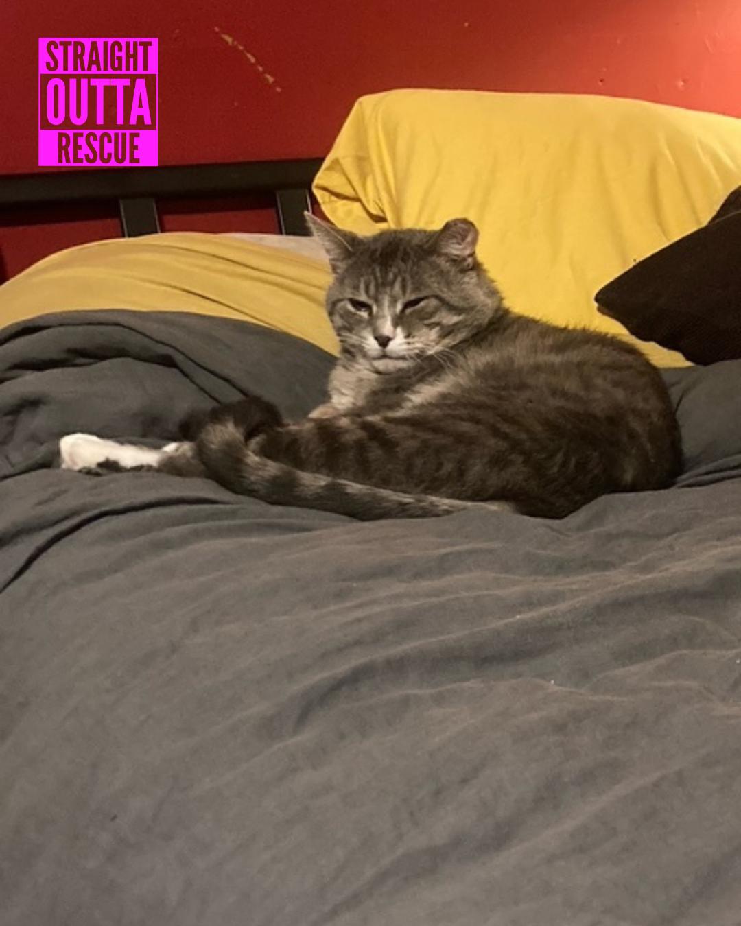 Enlarge Gilbert, a Adoptable Domestic Short Hair in Vancouver, BC image 5/5