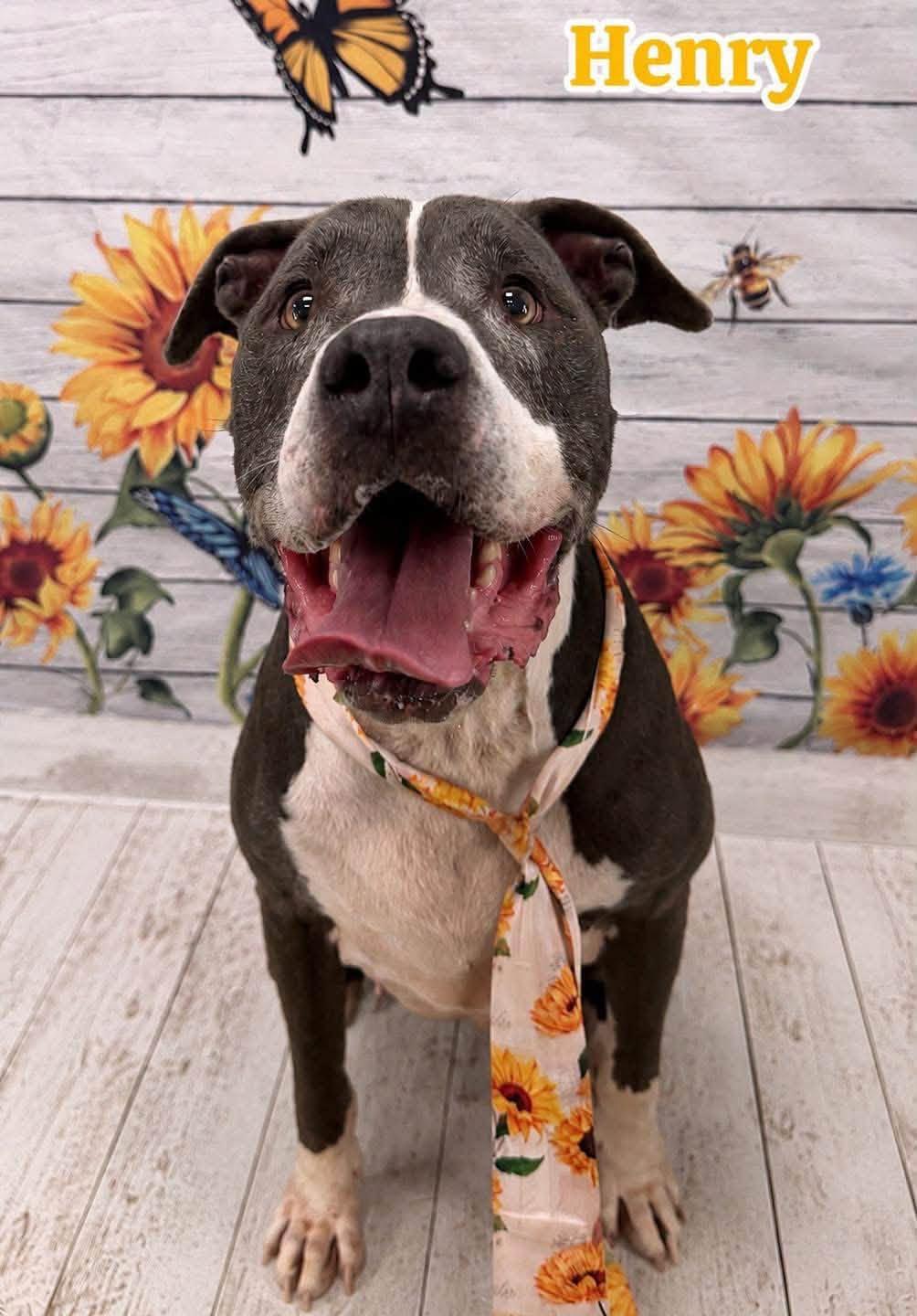 Enlarge Henry, a Adoptable Mixed Breed in Flint, MI image 1/1