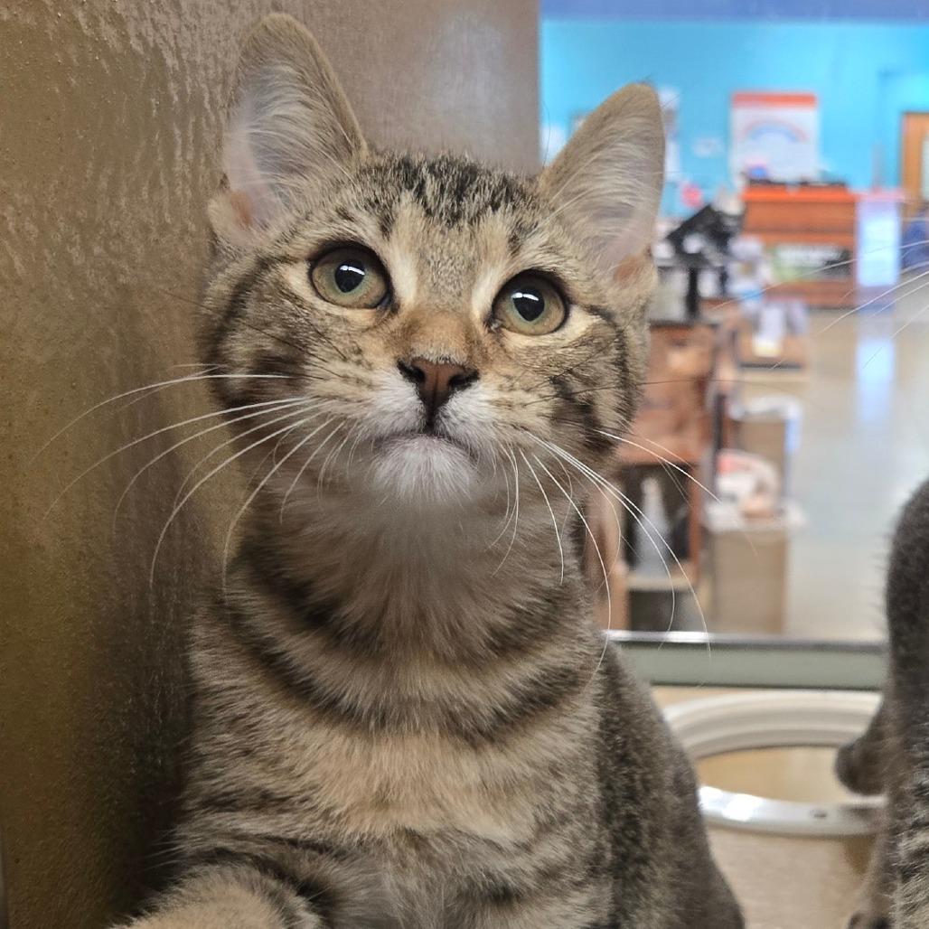 Lily, Adoptable, Kitten Female Domestic Short Hair.