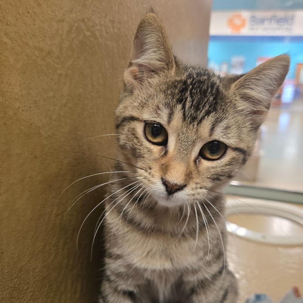 Lily, a Adoptable Domestic Short Hair in San Antonio, TX image 2/5