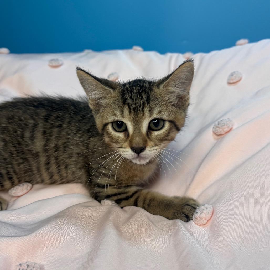 Lily, a Adoptable Domestic Short Hair in San Antonio, TX image 3/5
