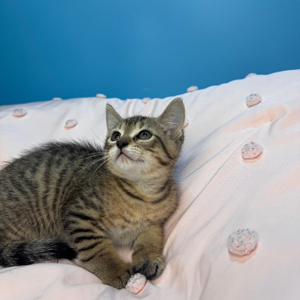 Lily, a Adoptable Domestic Short Hair in San Antonio, TX image 4/5