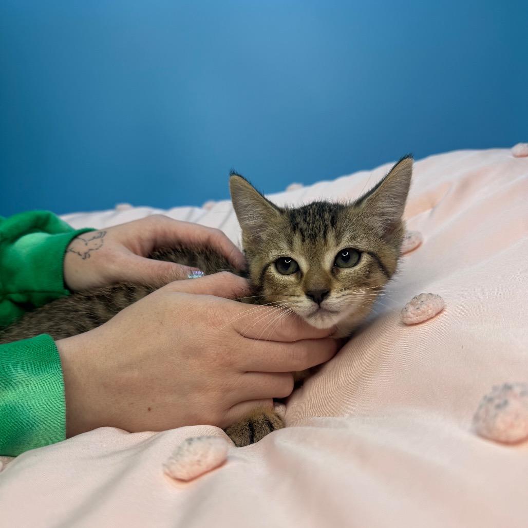 Lily, a Adoptable Domestic Short Hair in San Antonio, TX image 5/5
