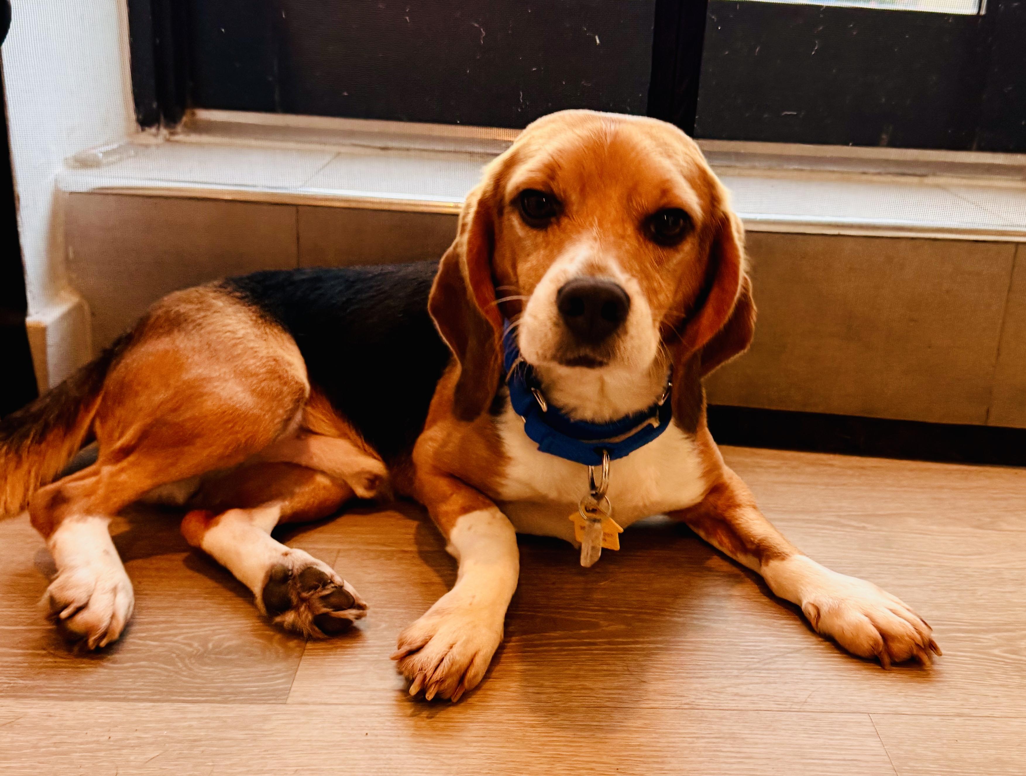 Fruit Loop, ADOPTABLE, Adult Male Beagle.