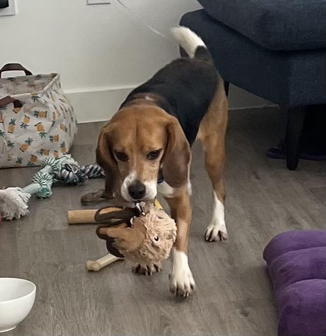 Fruit Loop, a ADOPTABLE Beagle in South Plainfield, NJ image 2/2