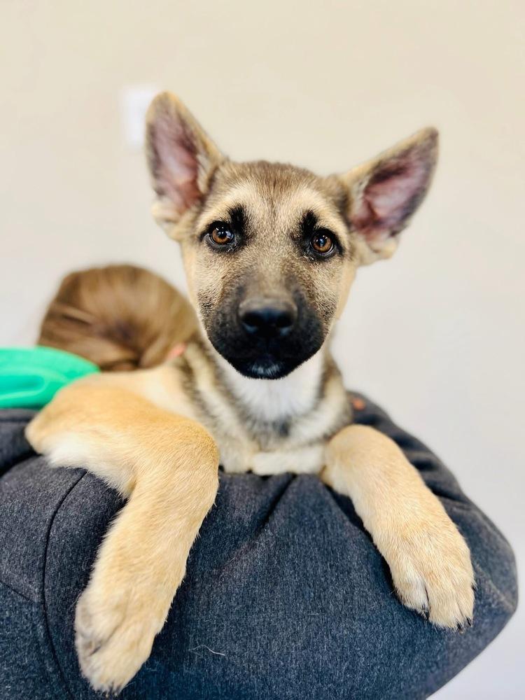 Rebel, Adoptable, Puppy Male German Shepherd Dog.
