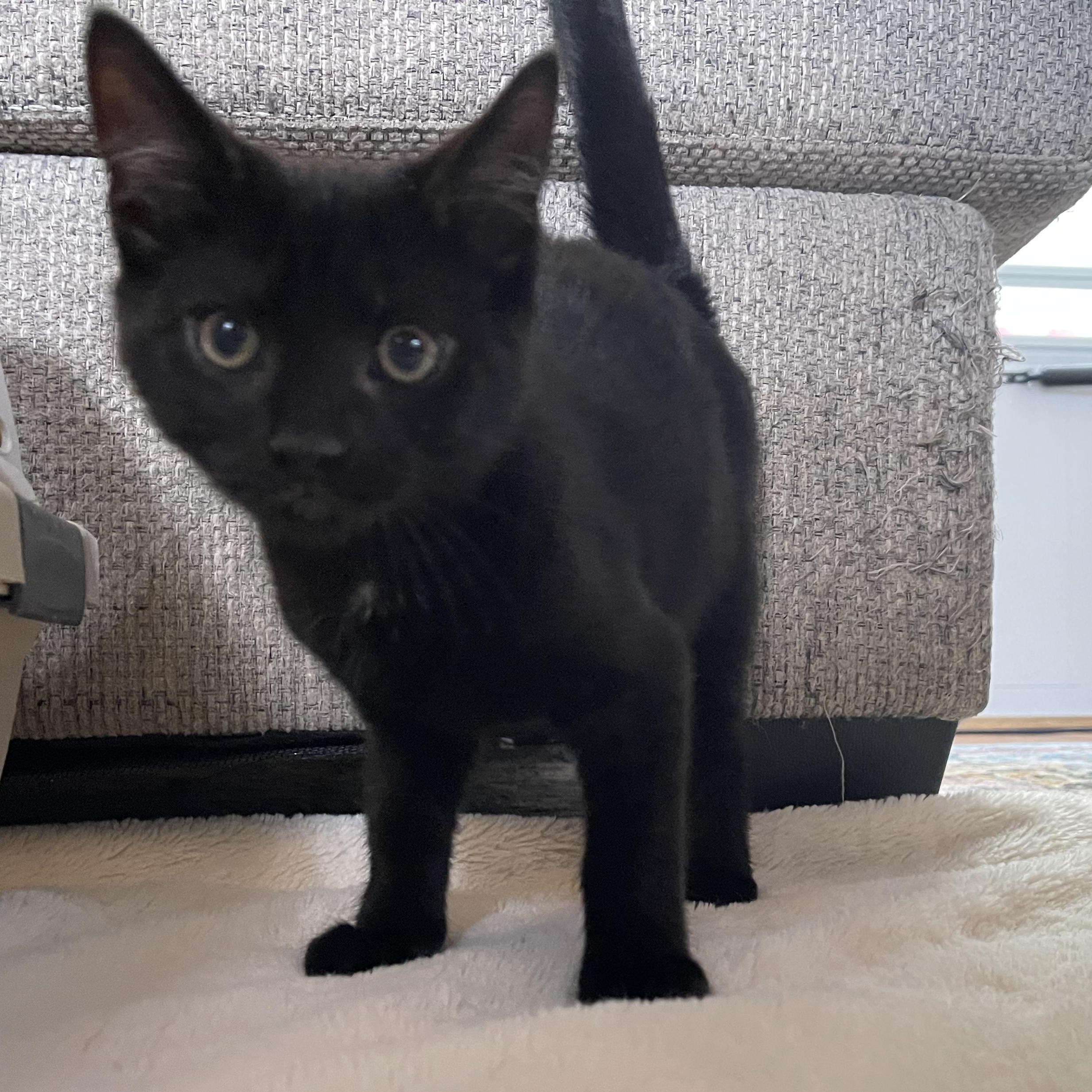 Coal, a Adoptable mixed breed in Scranton, PA image 1/2