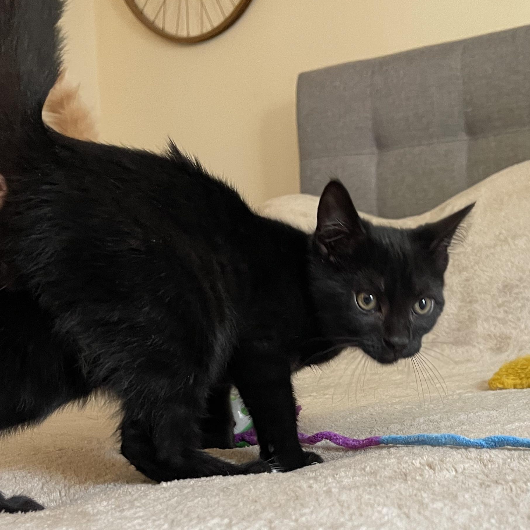 Coal, a Adoptable mixed breed in Scranton, PA image 2/2