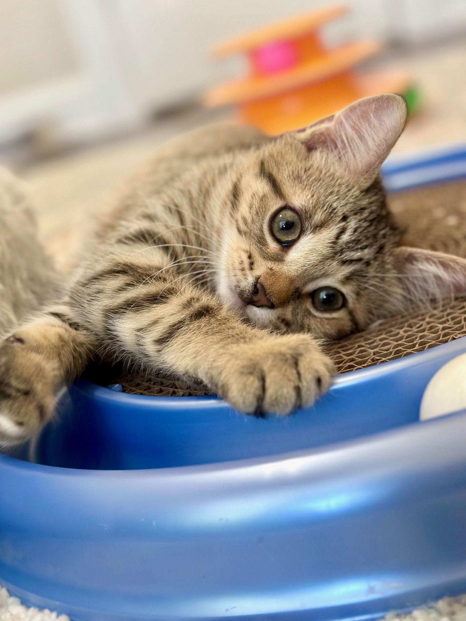 Leo, Adopted, Young Male Domestic Short Hair.