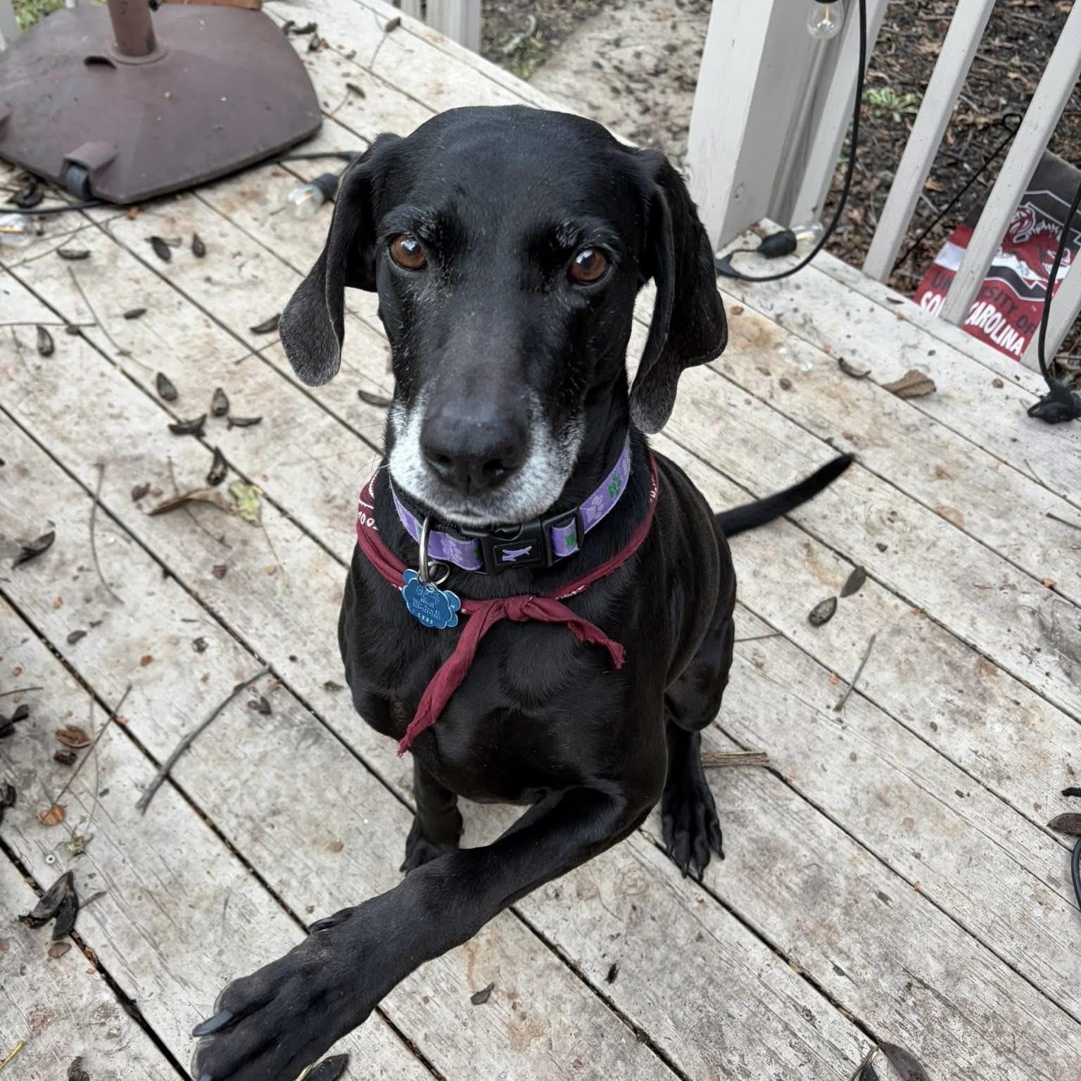 Danica — thumbnail 4