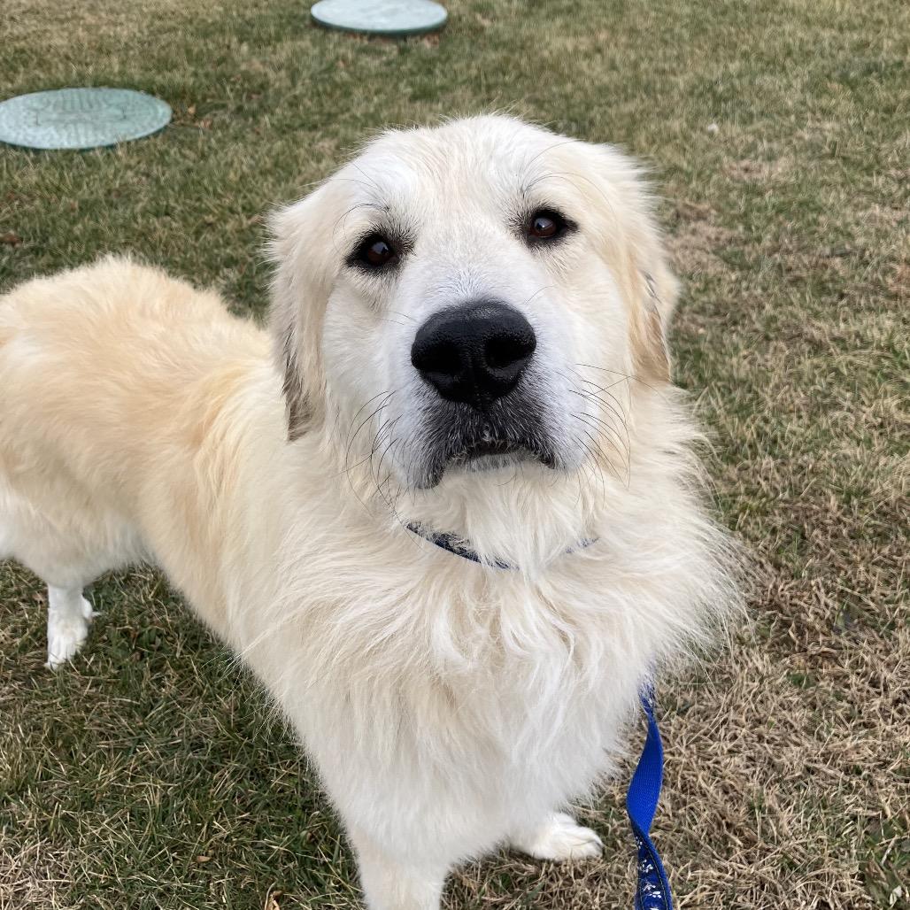 Enlarge Nicholas, a Adoptable Great Pyrenees in Marshall, VA image 1/6