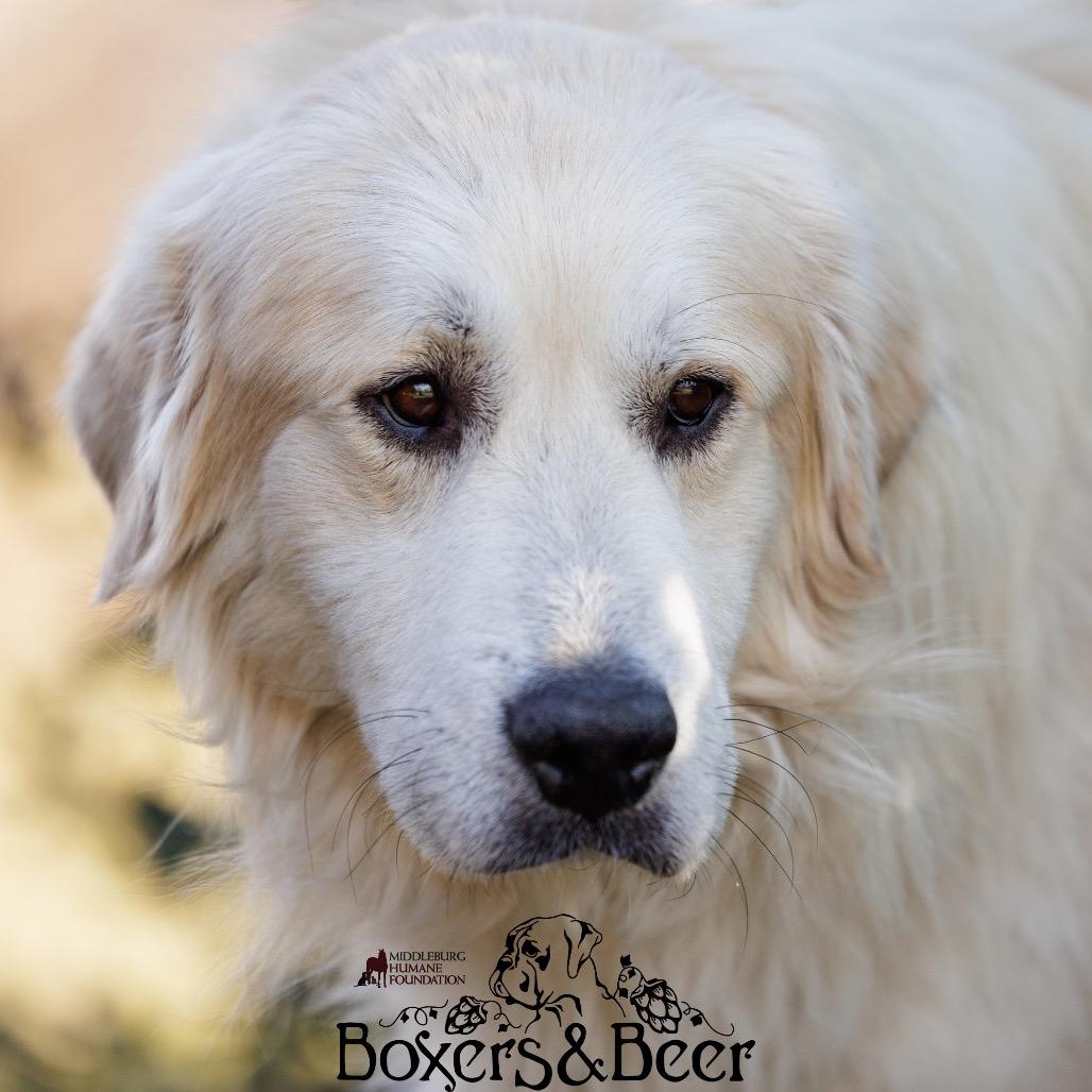 Enlarge Nicholas, a Adoptable Great Pyrenees in Marshall, VA image 2/6