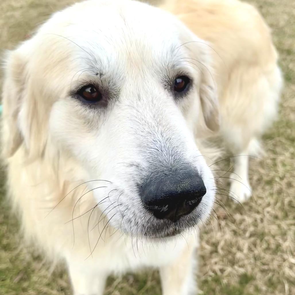 Enlarge Nicholas, a Adoptable Great Pyrenees in Marshall, VA image 3/6