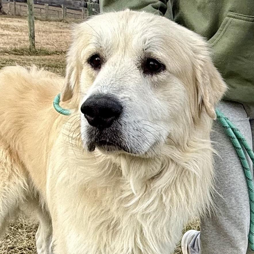 Enlarge Nicholas, a Adoptable Great Pyrenees in Marshall, VA image 5/6