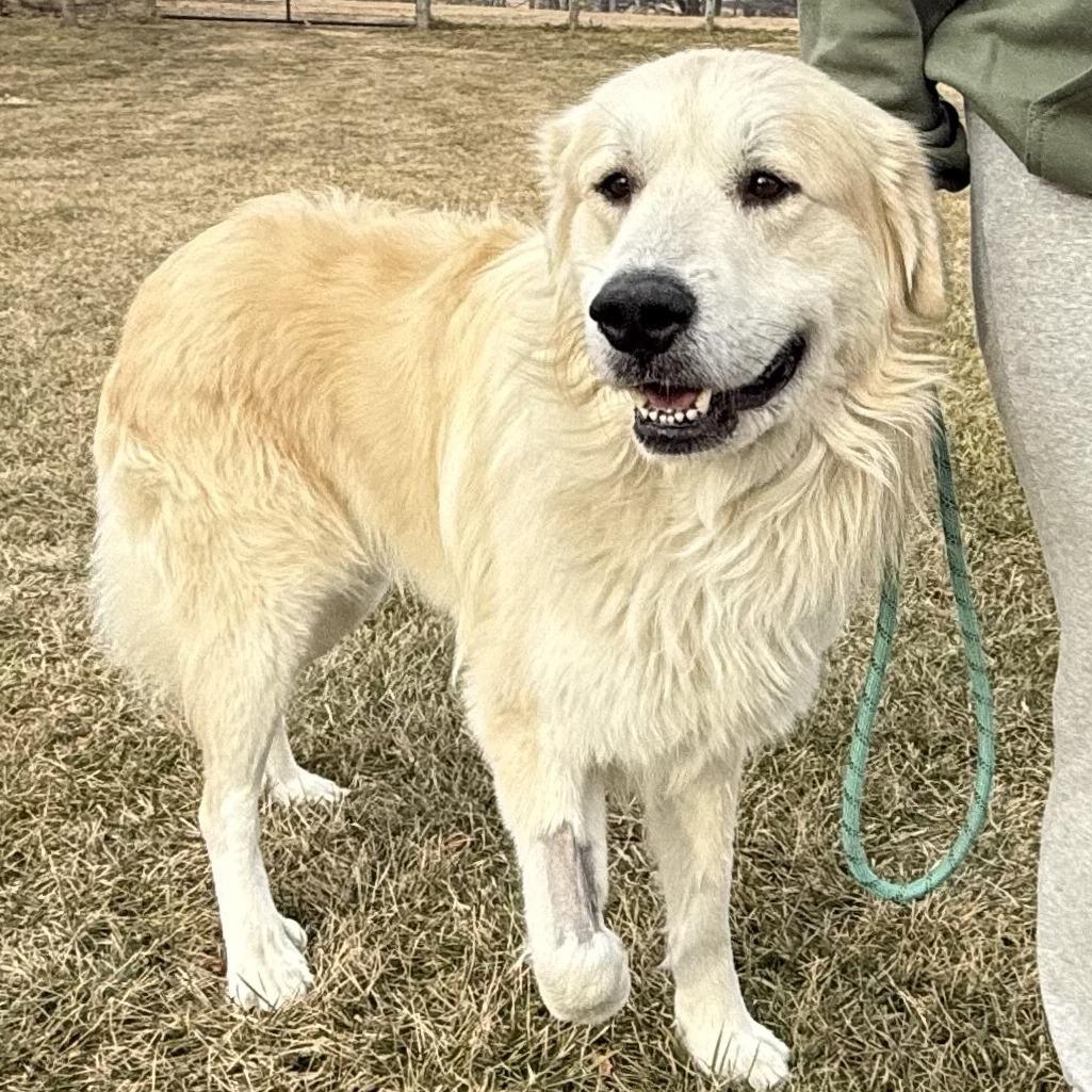 Enlarge Nicholas, a Adoptable Great Pyrenees in Marshall, VA image 6/6