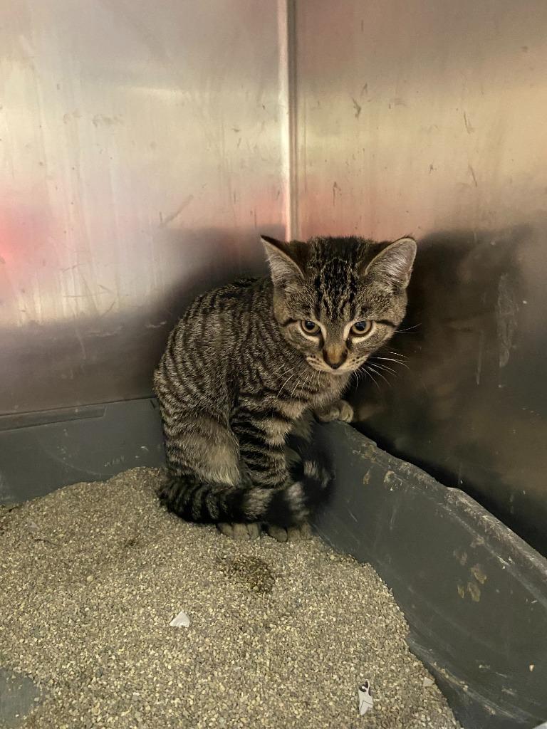 Basil — thumbnail 2