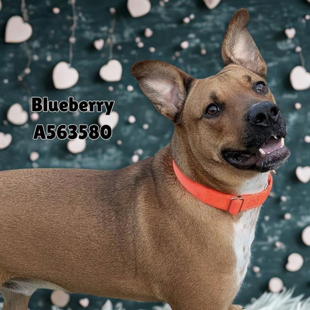 BLUEBERRY, Adoptable, Young Male Black Mouth Cur & Mixed Breed.
