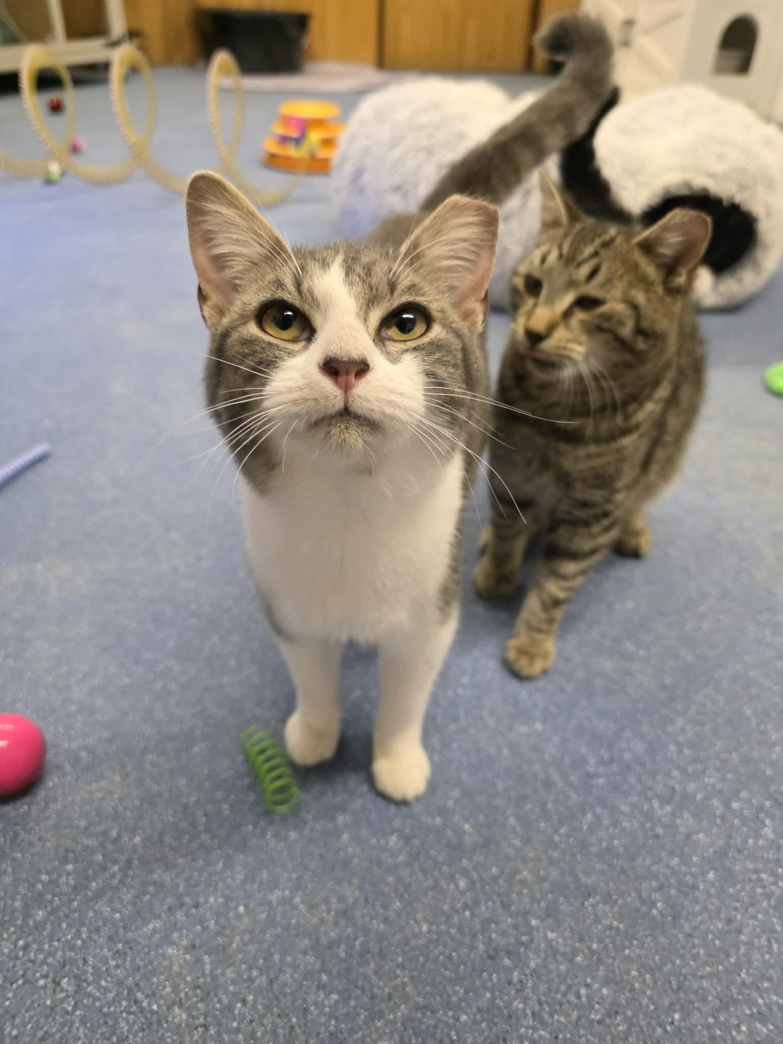 Enlarge Harry , an adopted Domestic Short Hair in Folkston, GA image 2/2