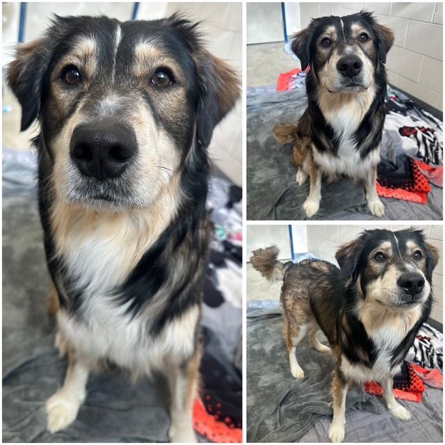 GHOST, Adoptable, Young Male English Shepherd & Siberian Husky.