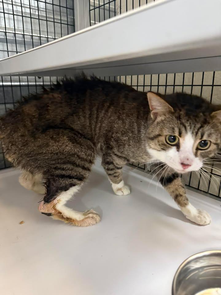 Bernie, a Adoptable mixed breed in Shelbyville, TN image 1/2