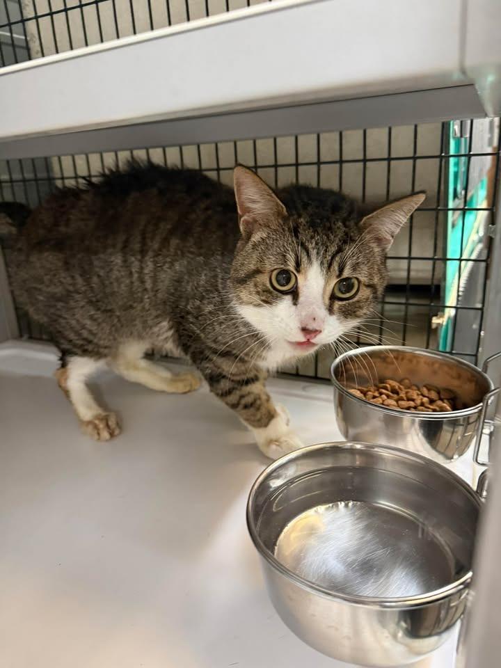 Bernie, a Adoptable mixed breed in Shelbyville, TN image 2/2