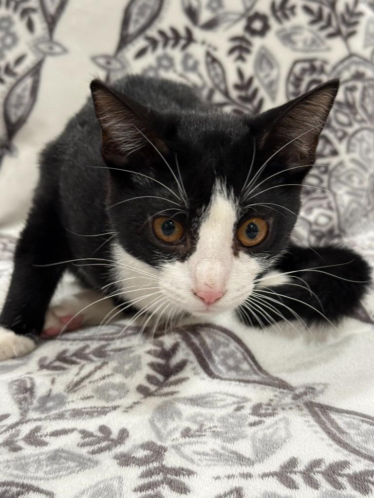 Enlarge Oaklee, a Adoptable mixed breed in Vacaville, CA image 1/1