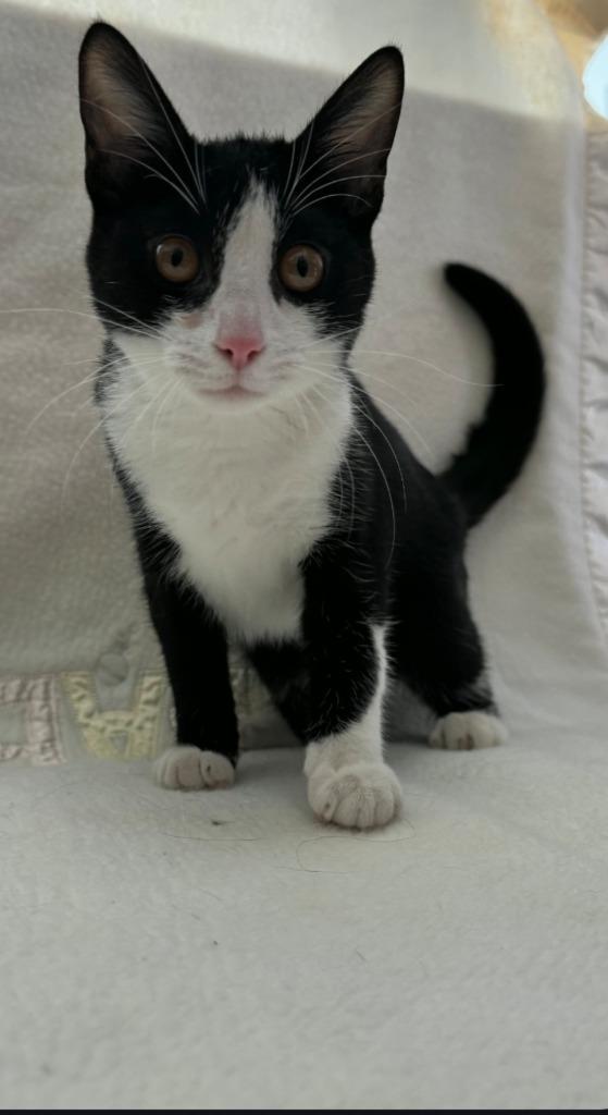 Enlarge Oaklee, a Adoptable mixed breed in Vacaville, CA image 2/2