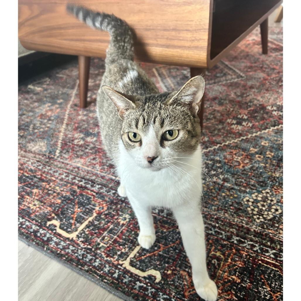 Stracciatella — thumbnail 2