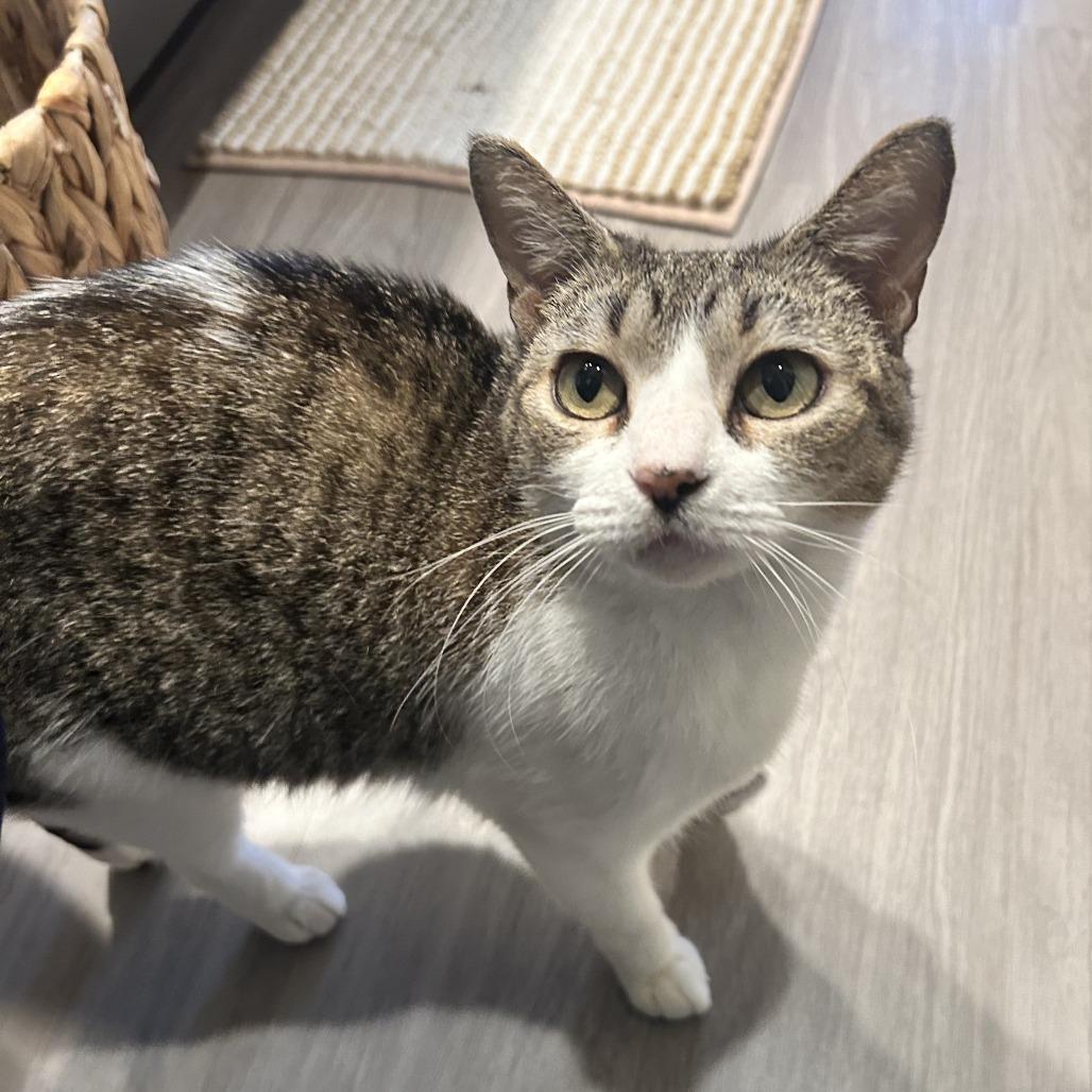 Stracciatella — thumbnail 3