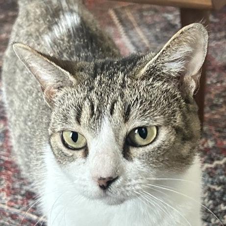 Stracciatella — thumbnail 4