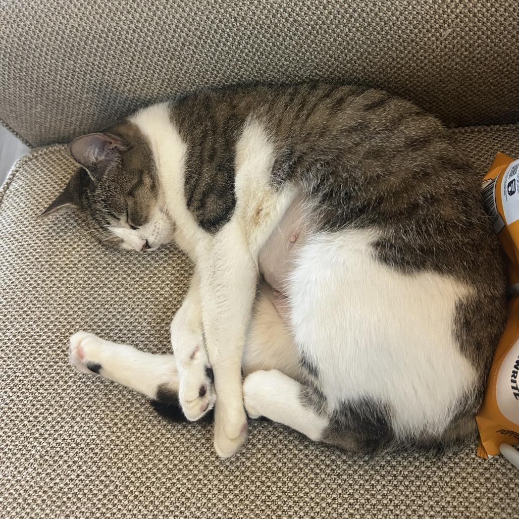 Stracciatella — thumbnail 5