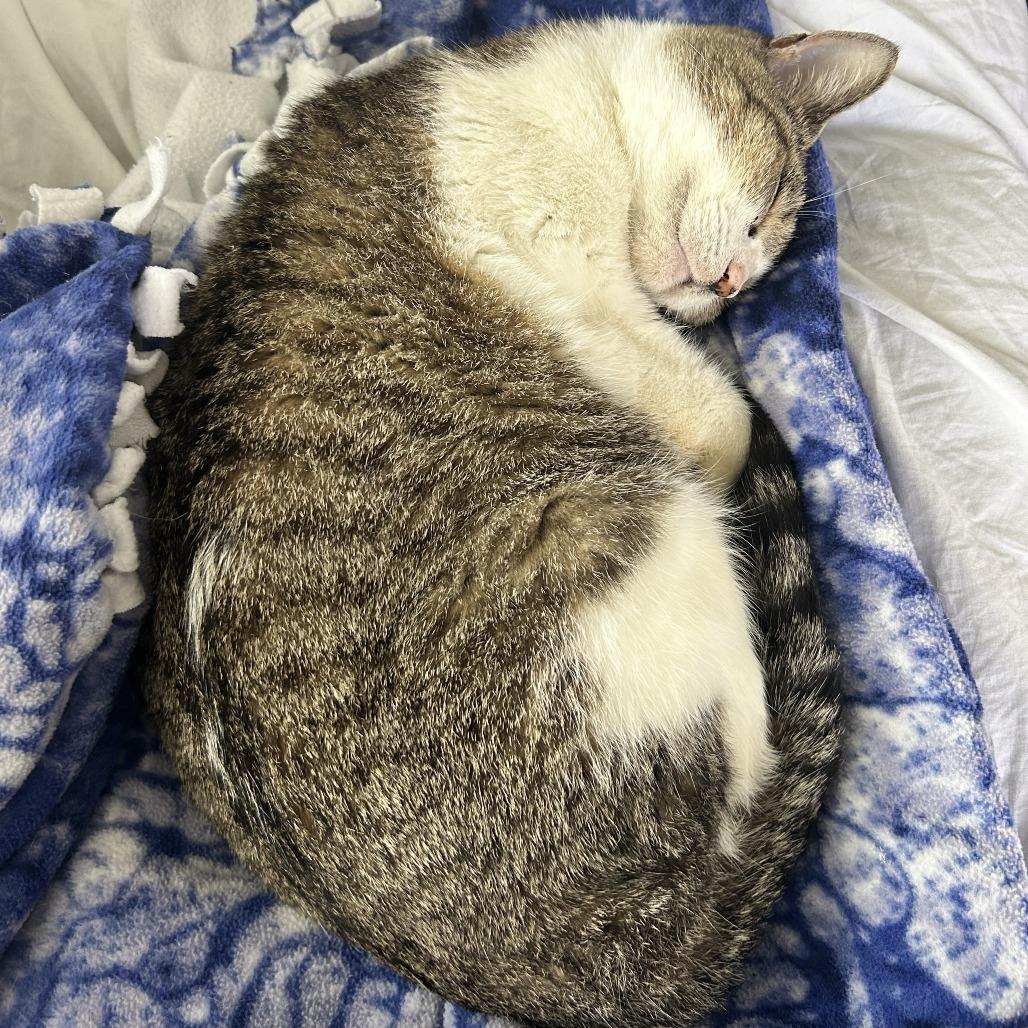 Stracciatella — thumbnail 6