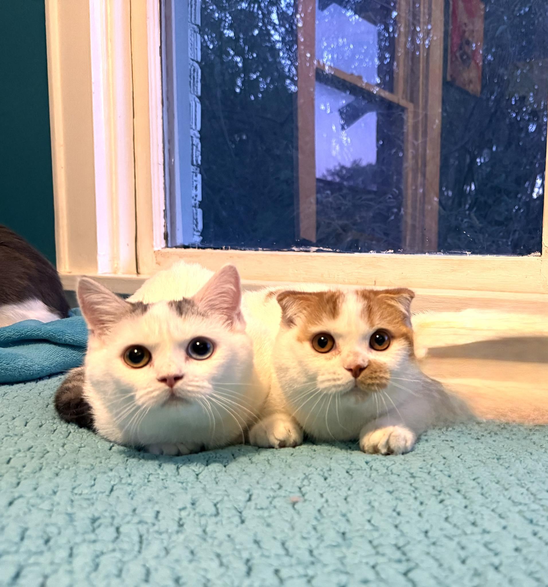 Lace, an adoptable Munchkin, Scottish Fold in Houston, TX, 77098 | Photo Image 1