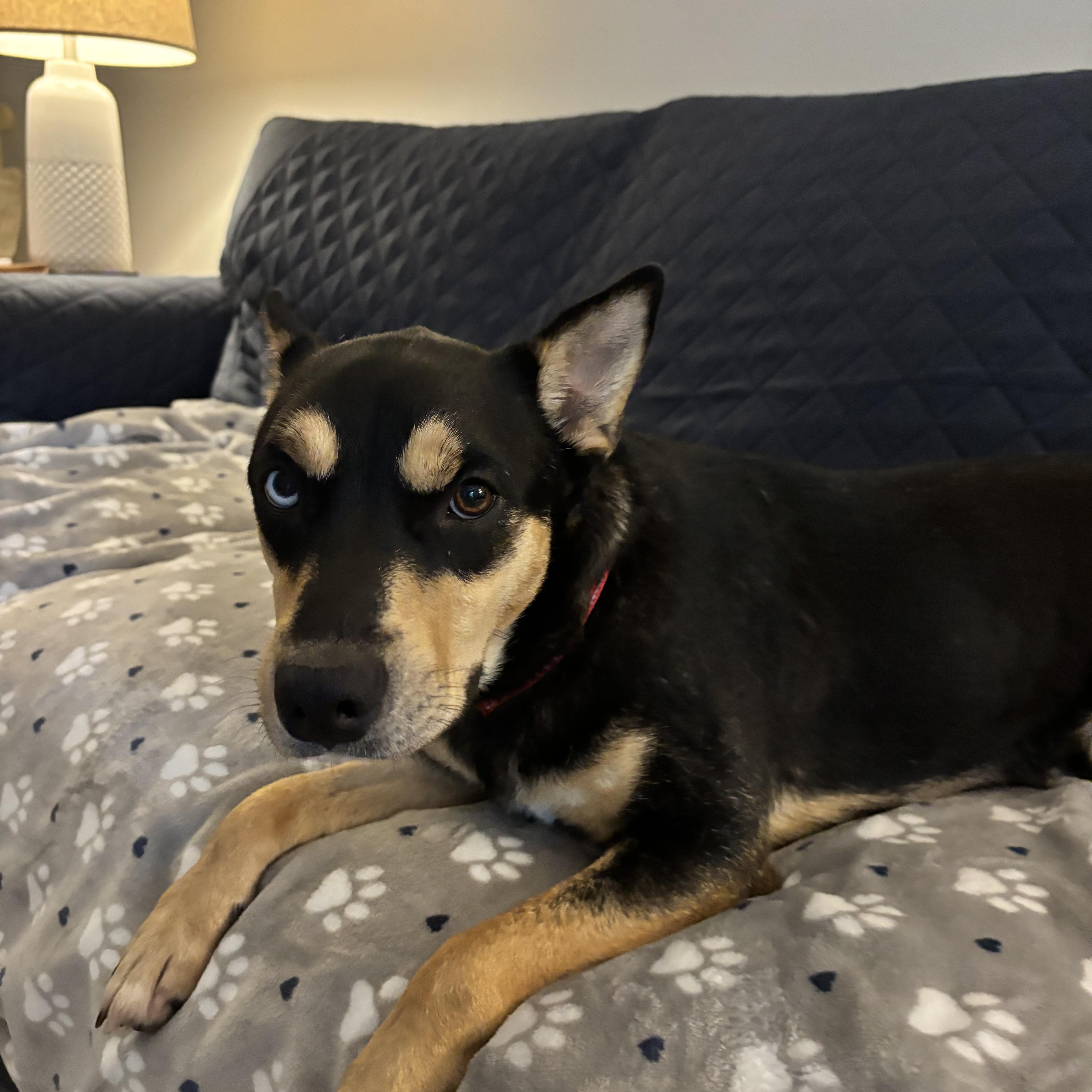 Enlarge Stormy, a Adoptable mixed breed in Watertown, CT image 4/6