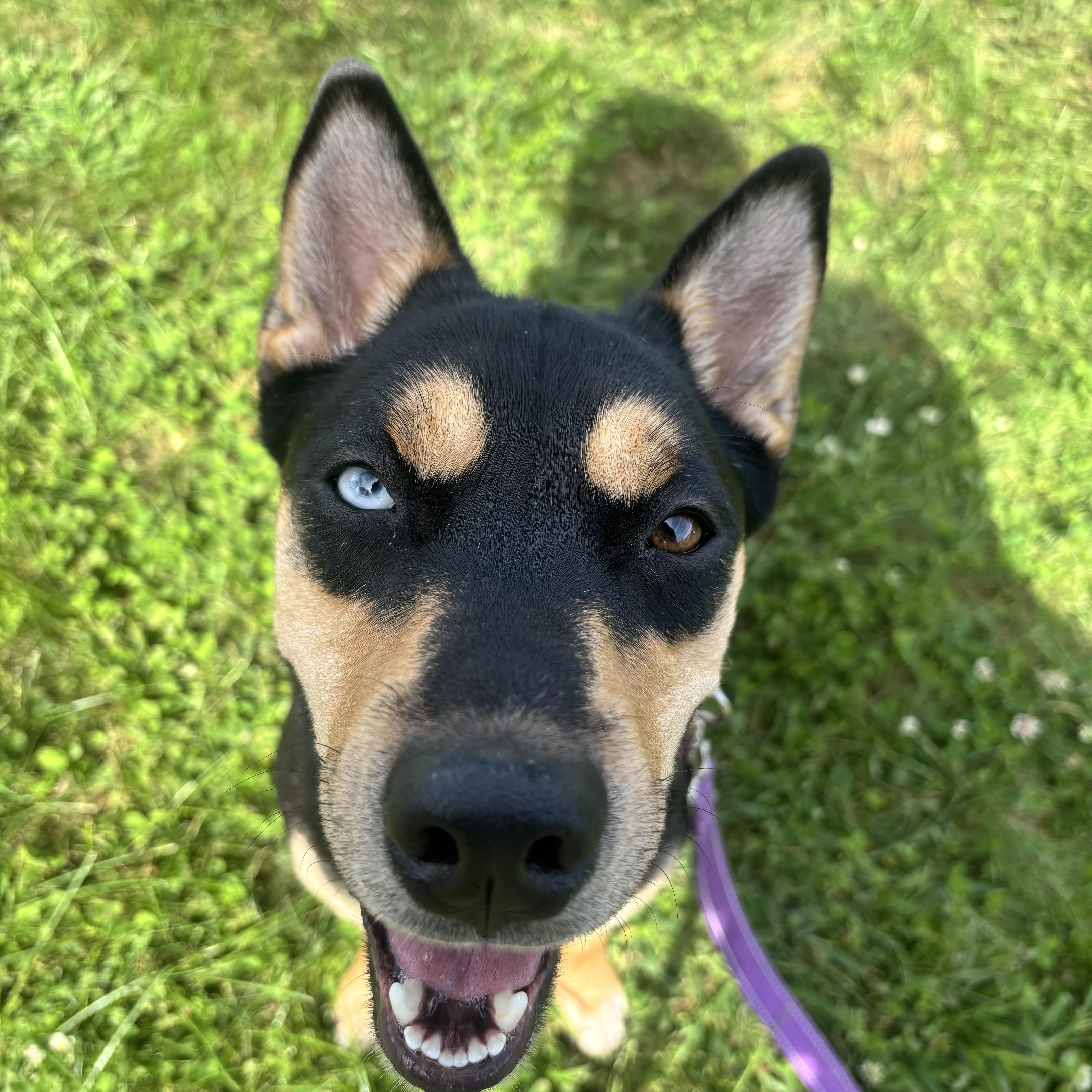 Enlarge Stormy, a Adoptable mixed breed in Watertown, CT image 2/6