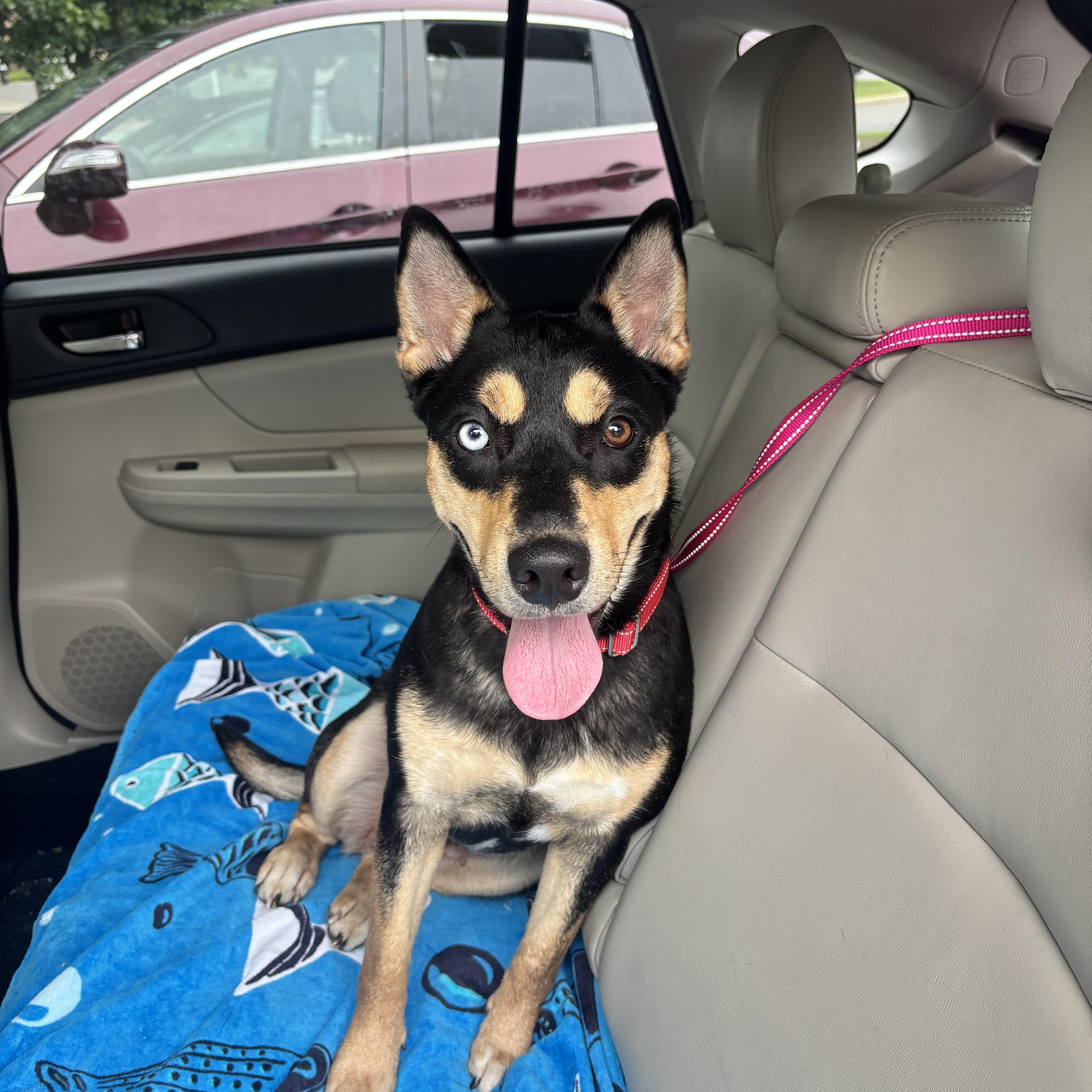 Stormy, Adoptable, Adult Female Husky & Australian Cattle Dog / Blue Heeler.