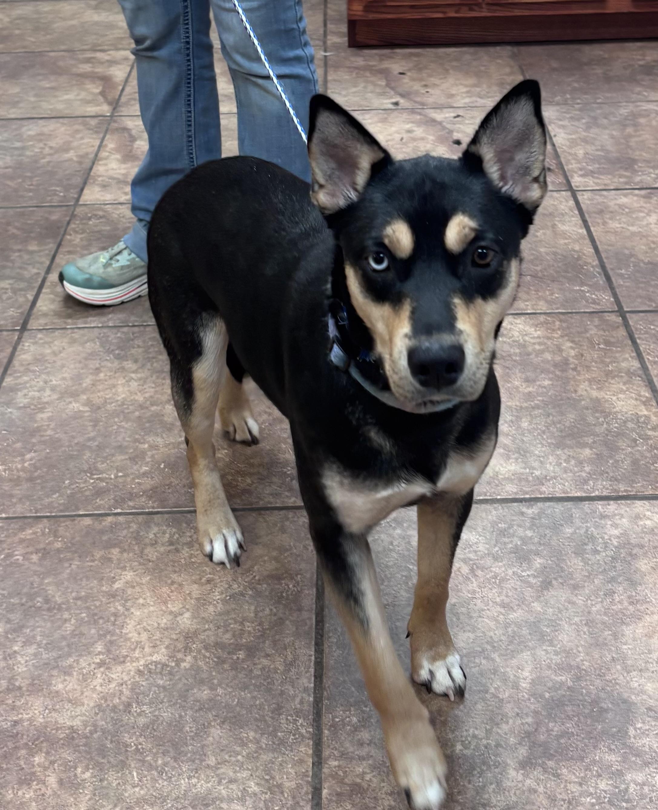 Enlarge Stormy, a Adoptable mixed breed in Watertown, CT image 5/6