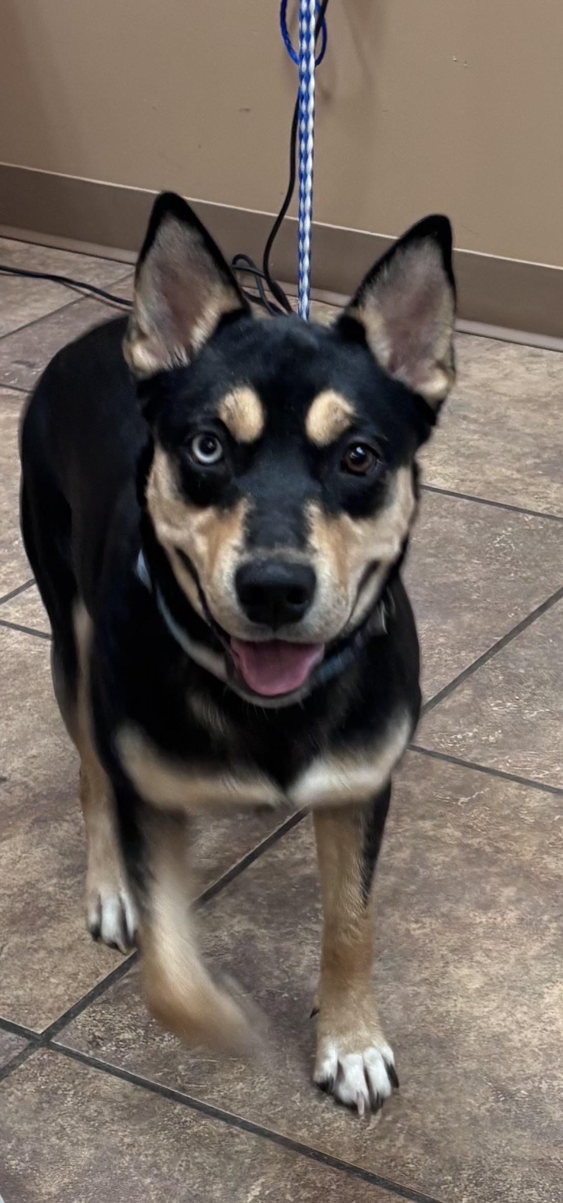 Enlarge Stormy, a Adoptable mixed breed in Watertown, CT image 6/6