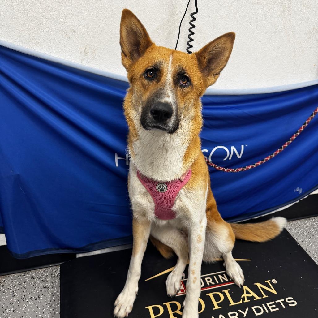 Truffle, Adoptable, Young Female German Shepherd Dog & Mixed Breed.