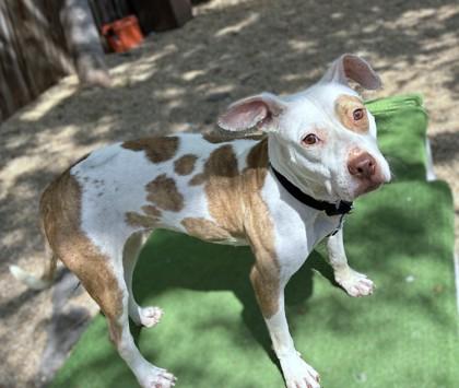 Dubliner, Adoptable, Adult Female Pit Bull Terrier & Mixed Breed.