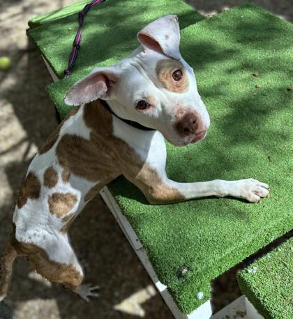 Enlarge Dubliner, a Adoptable mixed breed in Washington, DC image 2/3