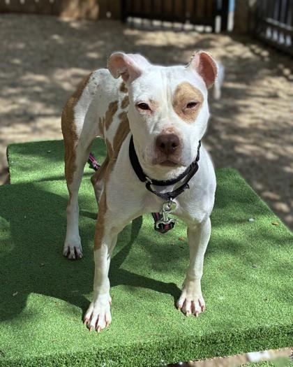 Enlarge Dubliner, a Adoptable mixed breed in Washington, DC image 3/3