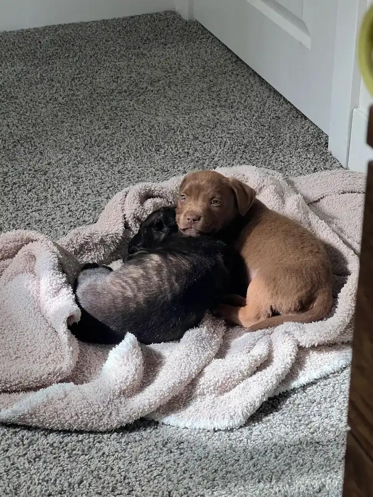 Guinness, Adoptable, Puppy Male Pit Bull Terrier & Mixed Breed.