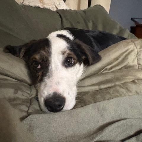 Enlarge Romeo, an adopted mixed breed in Scottsburg, IN image 1/4