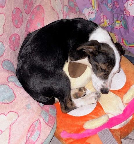 Enlarge Romeo, an adopted mixed breed in Scottsburg, IN image 3/4