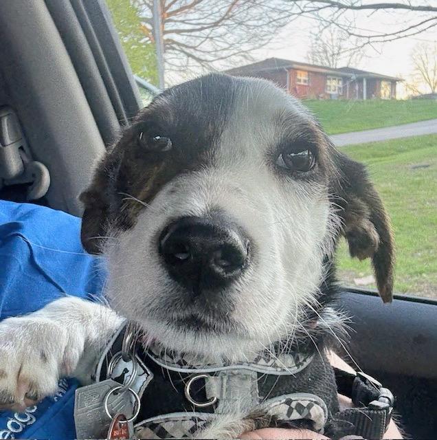 Enlarge Romeo, an adopted mixed breed in Scottsburg, IN image 4/4