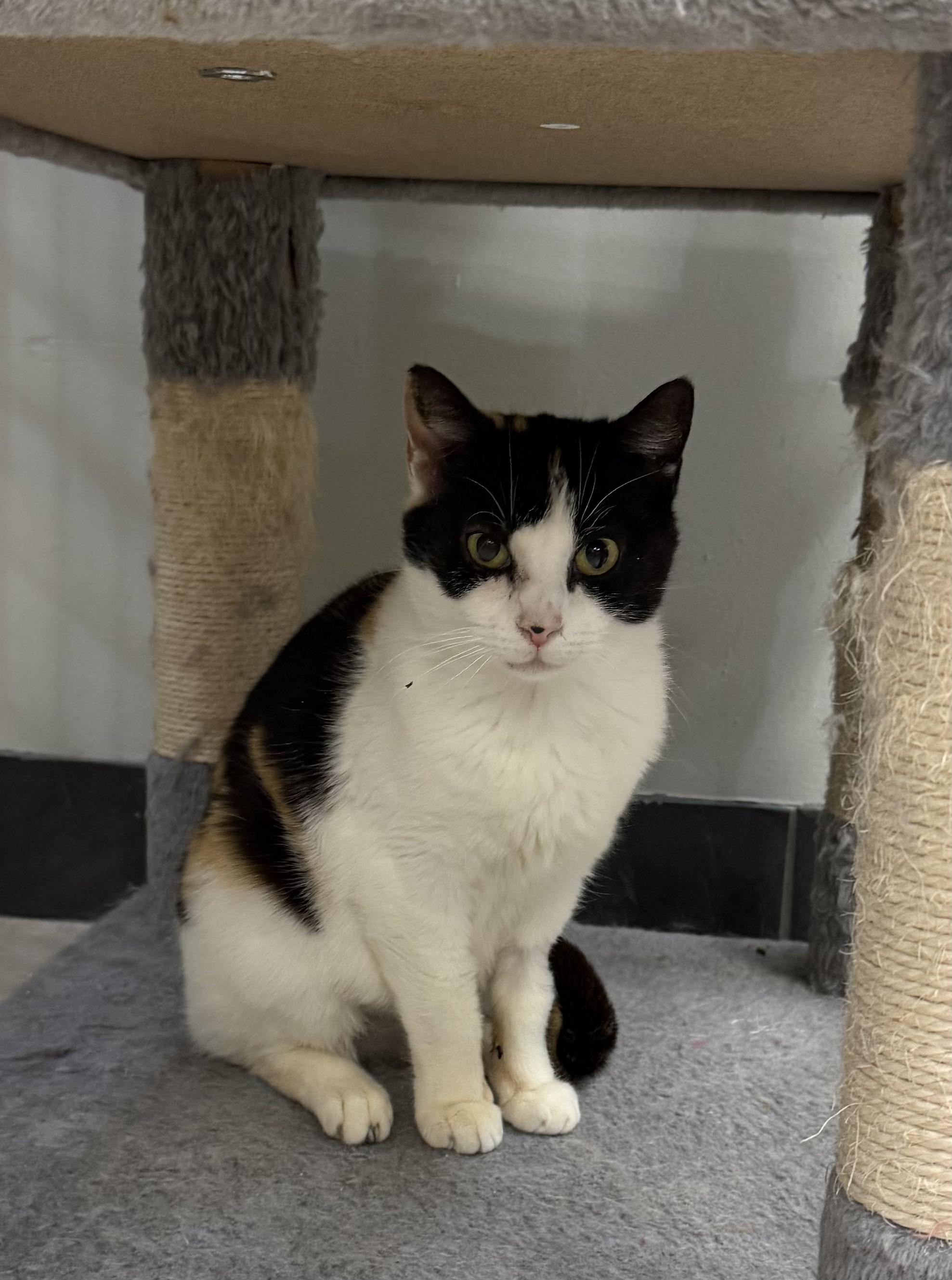 Enlarge Kelly, a ADOPTABLE Calico in Plymouth, MA image 3/4