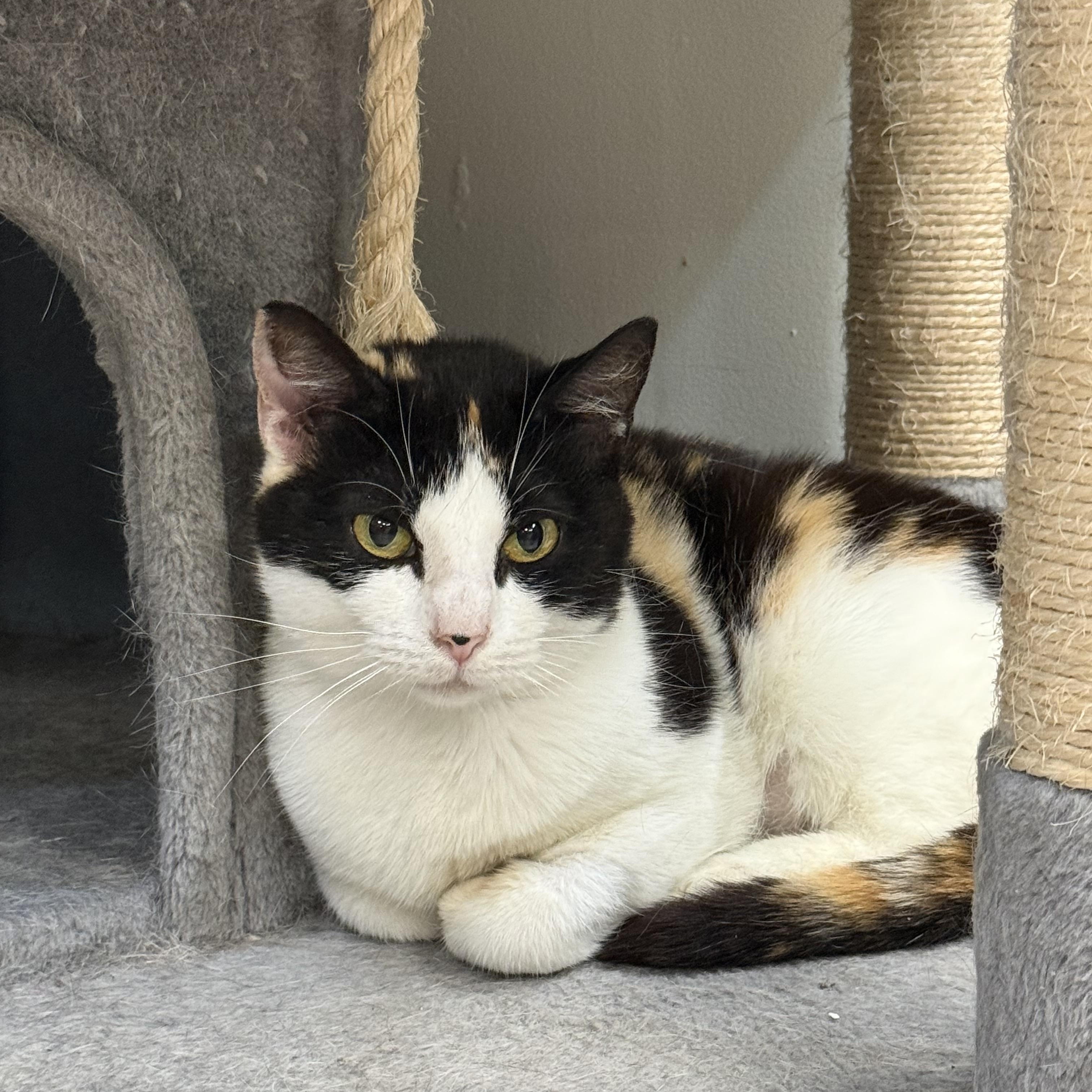 Kelly, a ADOPTABLE Calico in Plymouth, MA image 1/5